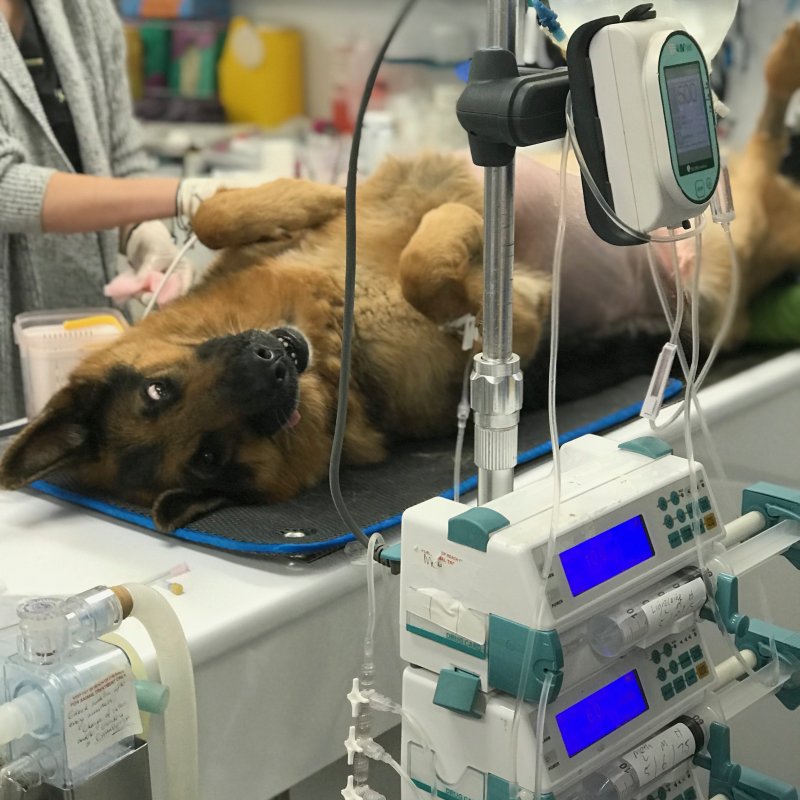 German Sheppard on operating table