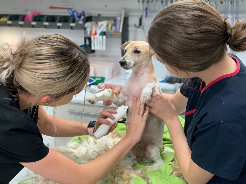 Dog being shaved while being searched for Parasites