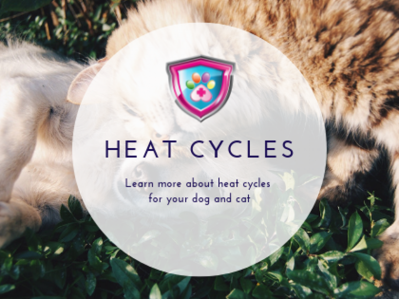 Heat Cycles Learn more about heat cycles for your dog and cat